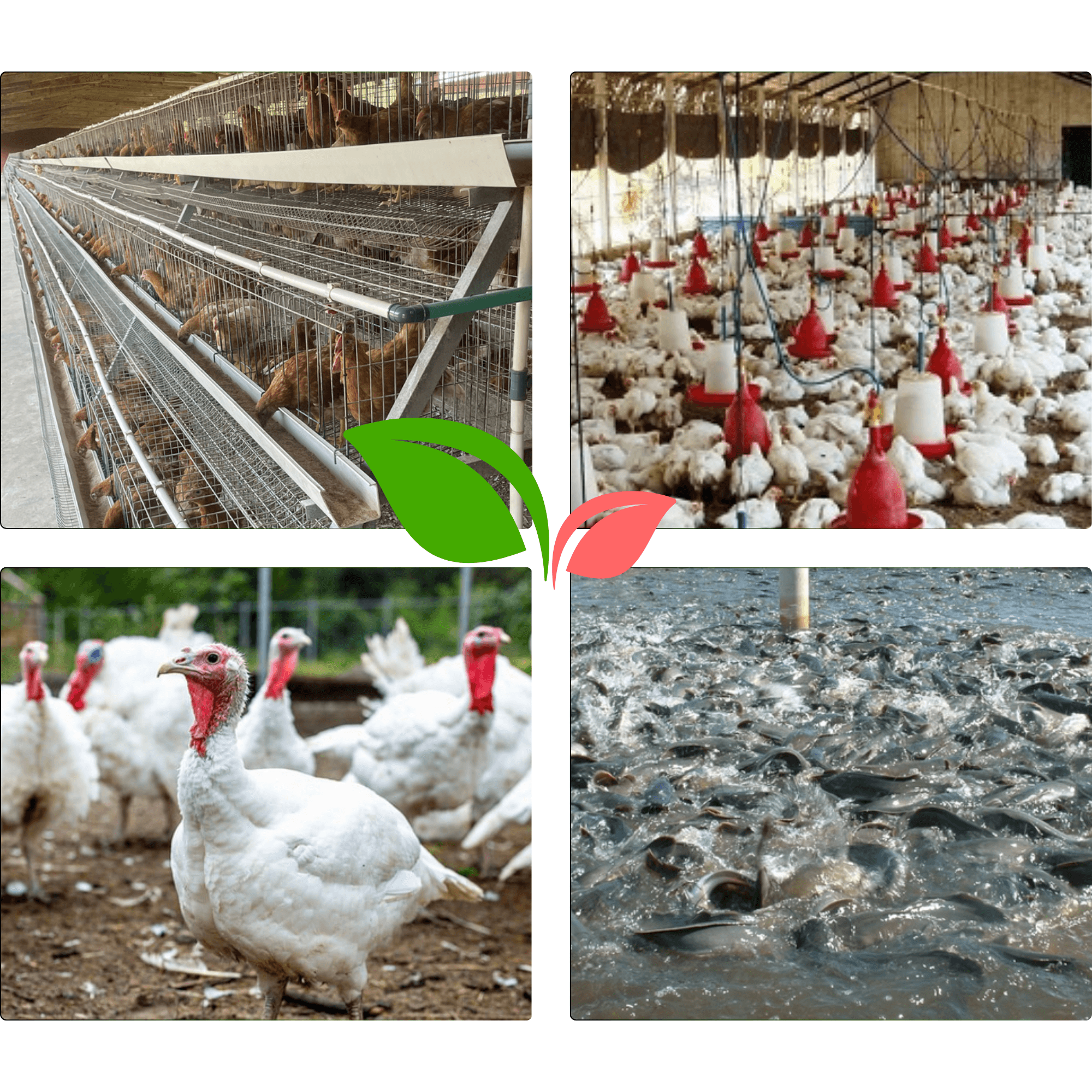 Farmca Agro operations